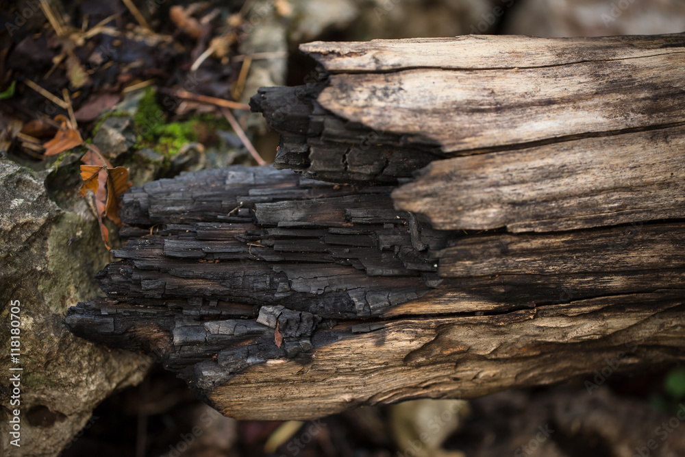 Fototapeta premium closeup burned wood tree from forest fire or wildfire