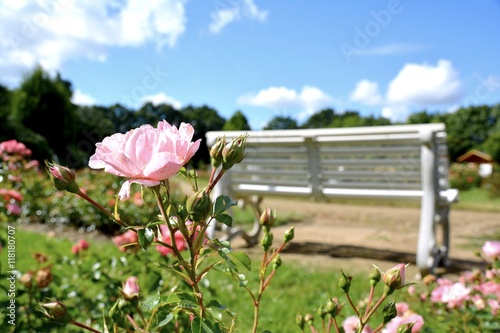 Gartenbank im Rosengarten -...