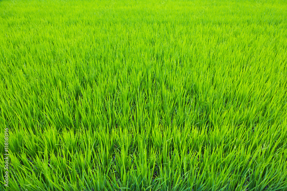 Rice field full of growing green rice leaves