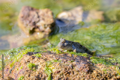 Mudskipper perching on rock with blur  bokeh and green background