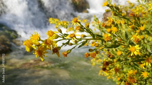 Blumen vor einem Wasserfall