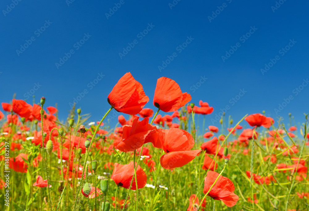 Obraz premium Poppies