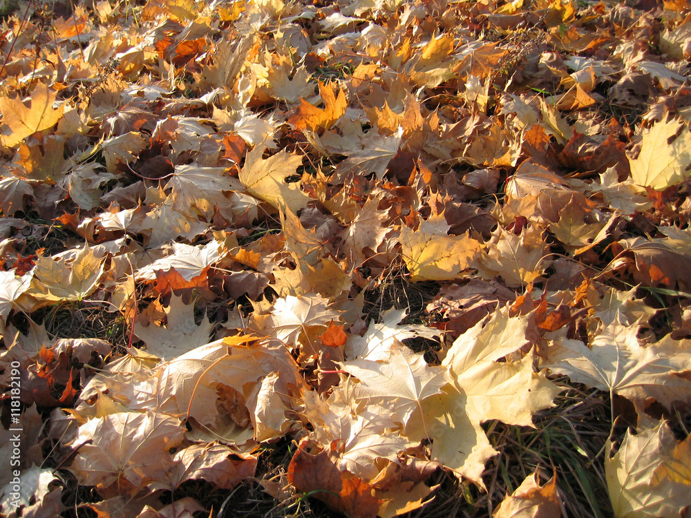 Dry fall foliage of maple