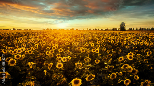 Field with blooming sunflowers on a background of sunset. Aerial view. From above. Outdoor.