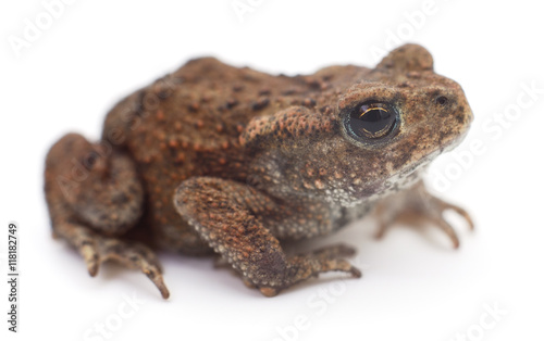 Small brown frog.
