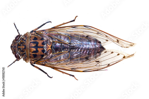 Cicada Bug isolated on white background.