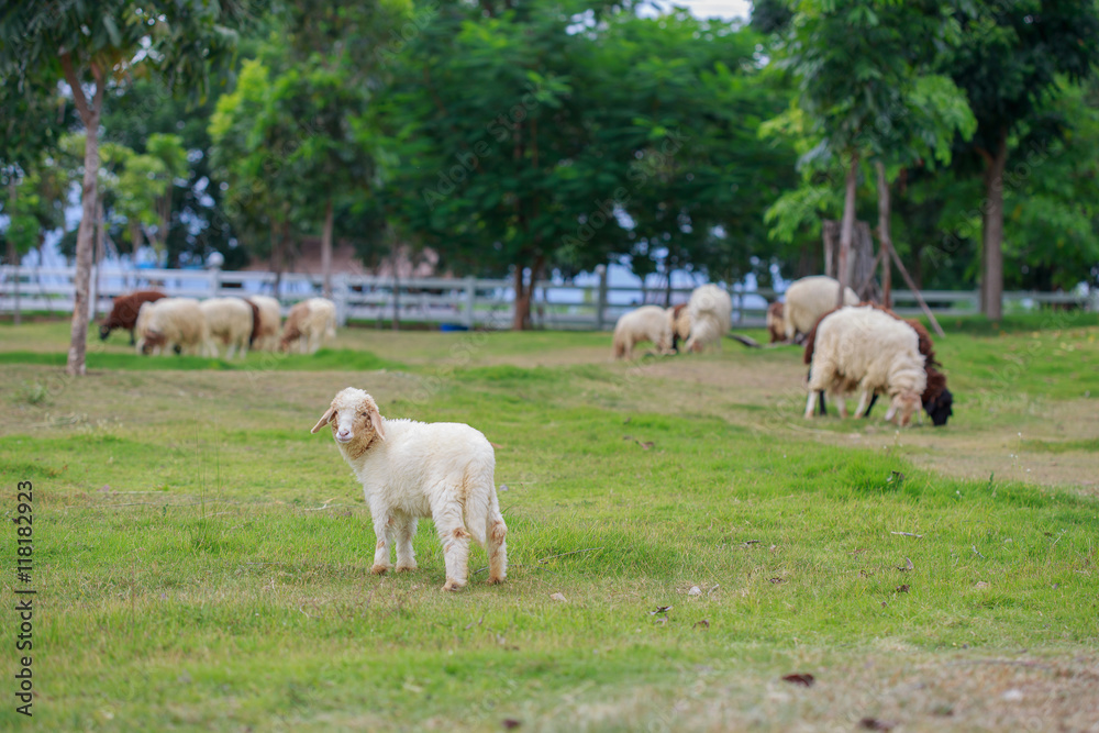 Obraz premium Sheep looking here.
