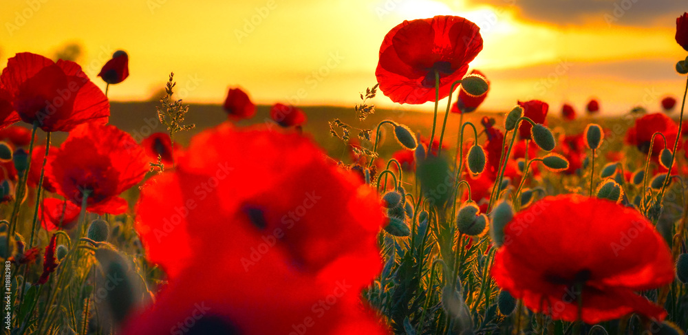 Fototapeta premium Maki