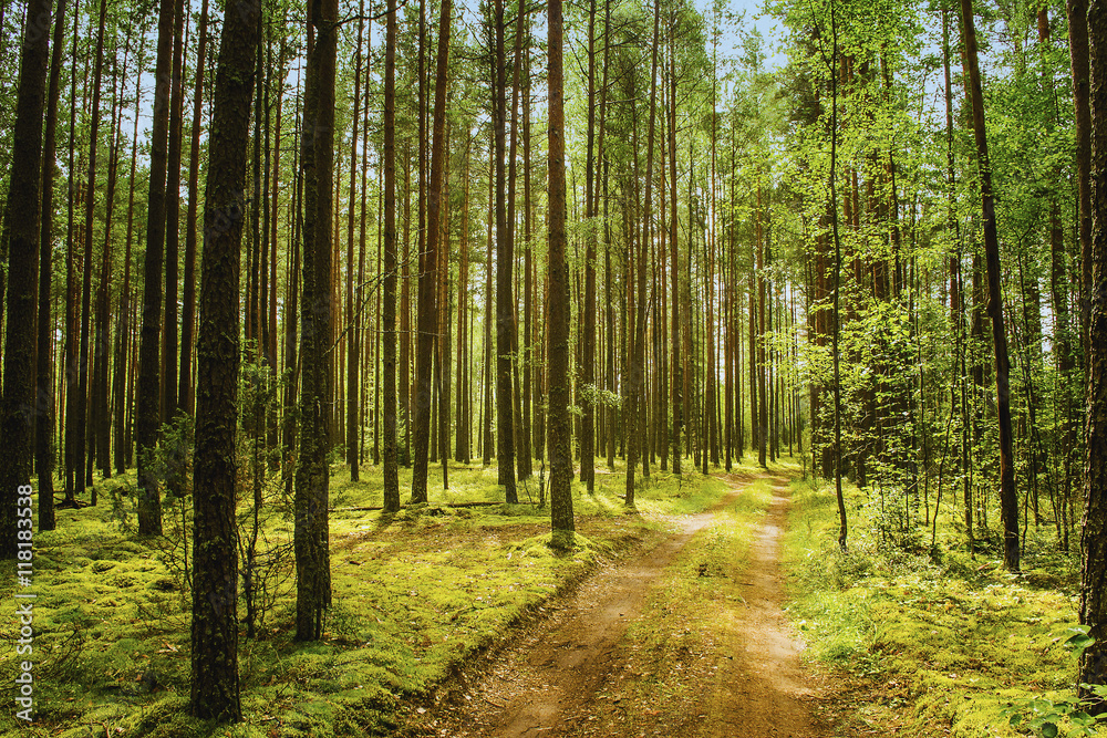 Fototapeta premium Summer landscape in forest
