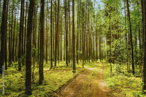 Summer landscape in forest