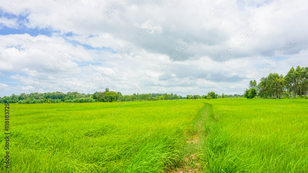 rice green field and sky with clouds background rice green field and sky with clouds background