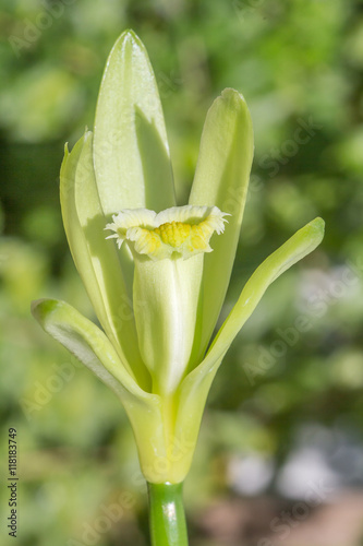 Fototapeta Naklejka Na Ścianę i Meble -  fleur de vanille 