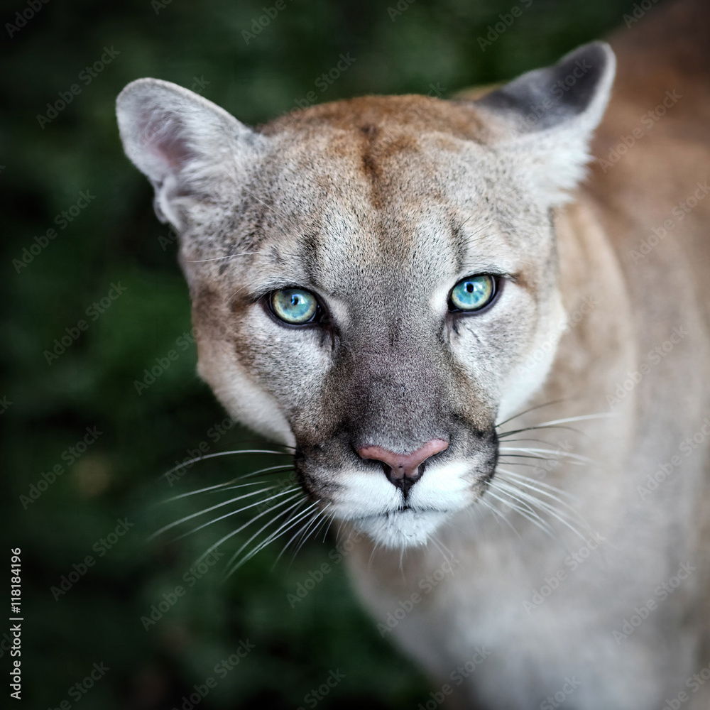 Obraz premium Puma, oczy dzikiego kota