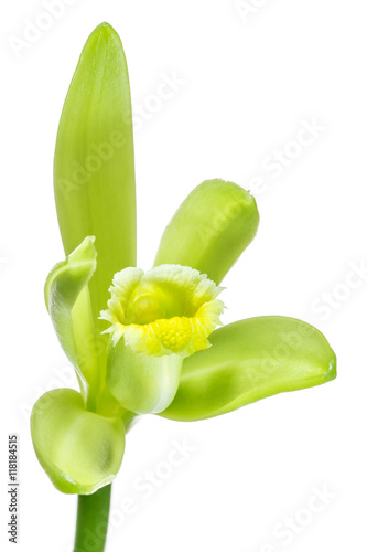 Fototapeta Naklejka Na Ścianę i Meble -  fleur de vanille sur fond blanc 