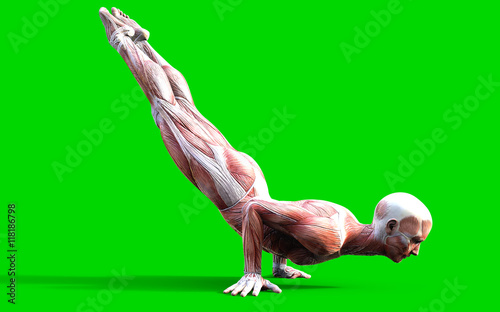 3D digital render of a yoga pose male anatomy figure with muscles map isolated on green background, yoga pose, 3d Ilustration