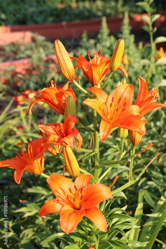 Blooming hybrid Asiatic lily in the summer garden