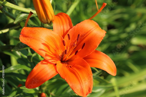 Fototapeta Naklejka Na Ścianę i Meble -  Blooming hybrid Asiatic lily in the summer garden