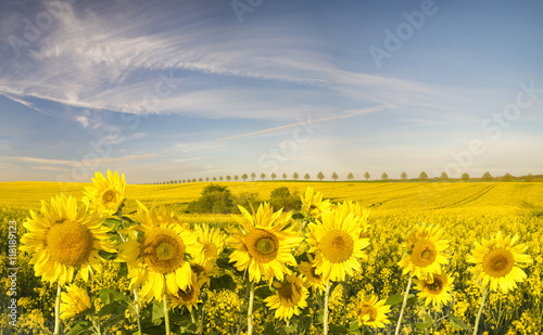 Panorama ze słoneczników na zielonym polu,na tle błękitnego nieba