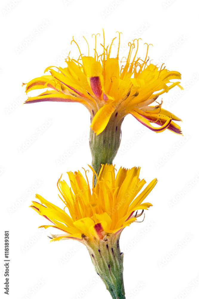 Fototapeta premium Plant field sow thistle