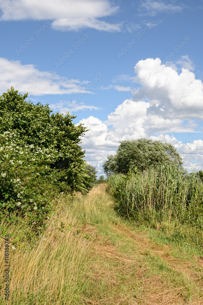 idyllic landscape of meadow path and bushes around