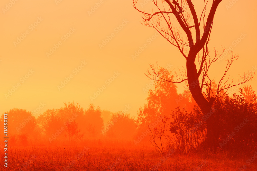 Dry tree and shrubs in mist at dawn