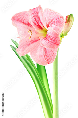 pink amaryllis flower on white isolated background