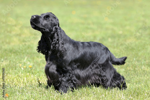 Foto Typical English Cocker Spaniel in the garden