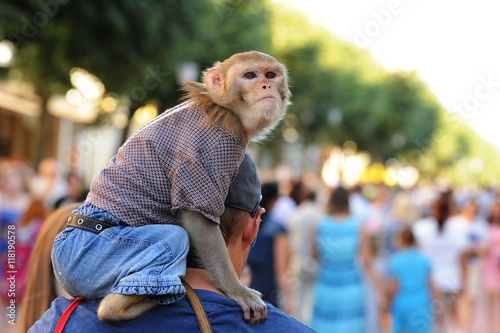 Tamed monkey in clothes sitting on man's shoulder photo