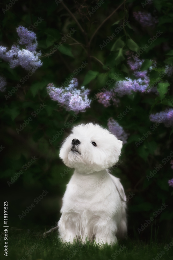 Cute West highland white Terrier in a lush Park. Cute West highland white Terrier in a lush Park.