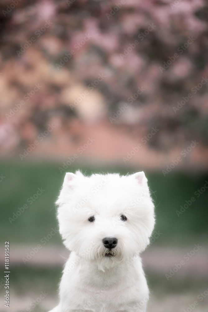 Cute West highland white Terrier in a lush Park.