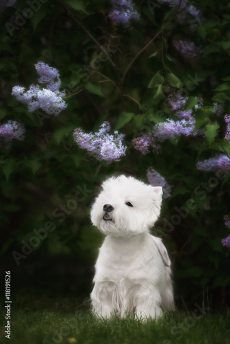 Fototapeta Naklejka Na Ścianę i Meble -  Cute West highland white Terrier in a lush Park.
