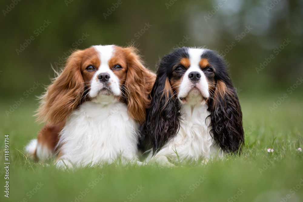 King Charles The Most Cuddly Dog Breeds Cavalier King Charles