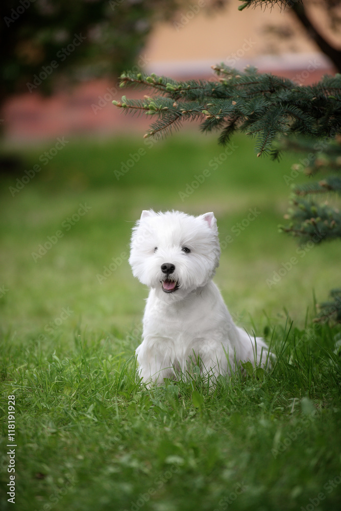 Cute West highland white Terrier in a lush Park. Cute West highland white Terrier in a lush Park.