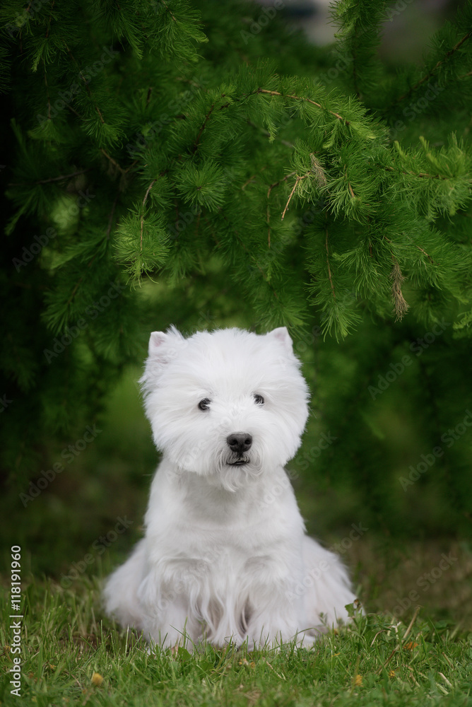 Cute West highland white Terrier in a lush Park. Cute West highland white Terrier in a lush Park.