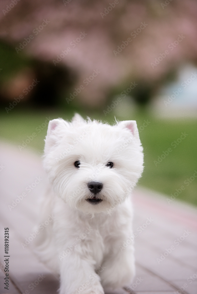 Cute West highland white Terrier in a lush Park. Cute West highland white Terrier in a lush Park.