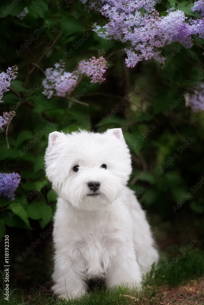 Cute West highland white Terrier in a lush Park. Cute West highland white Terrier in a lush Park.