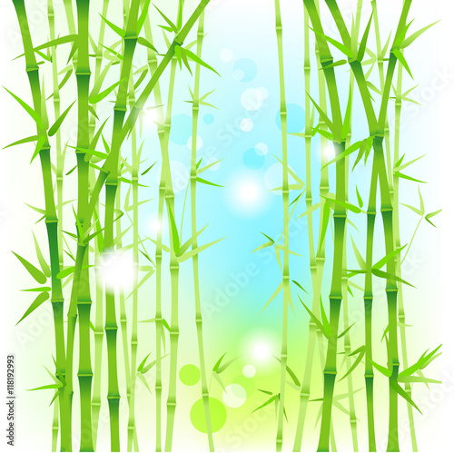 Bamboo fresh background
