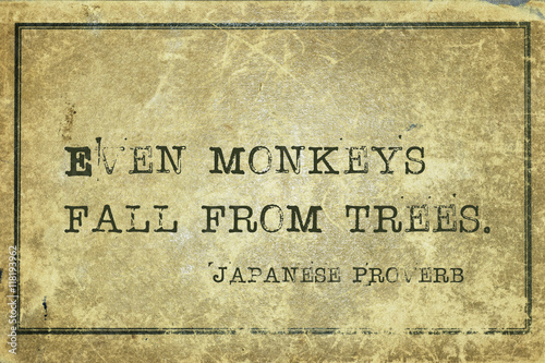 Photography monkeys fall JP