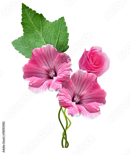 lavatera flowers isolated on white background. bright flower