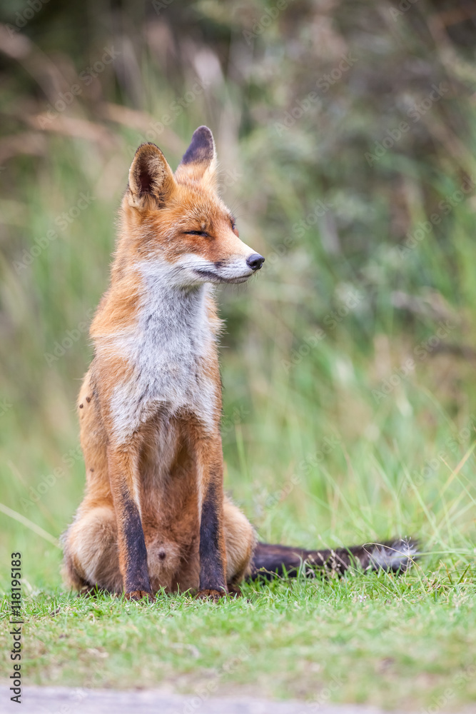an red fox