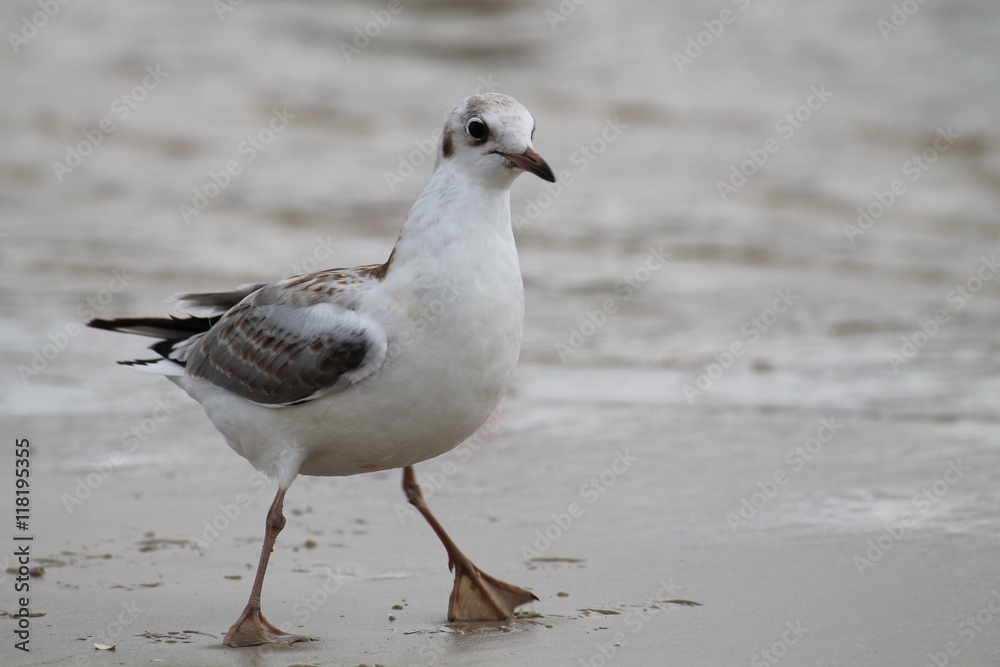 Black headed gull. Juvenile herring Black headed gull. Juvenile herring