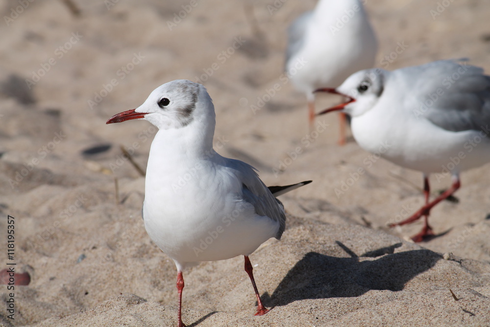 Obraz premium Black headed gull. First winter plumage