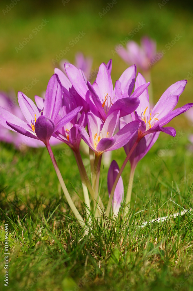 Fototapeta premium Colchicum autumnale - Autumn flower 