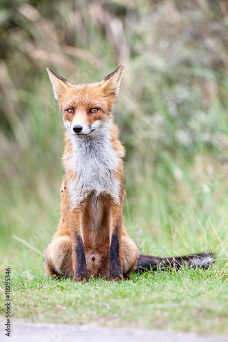 an red fox © denboma