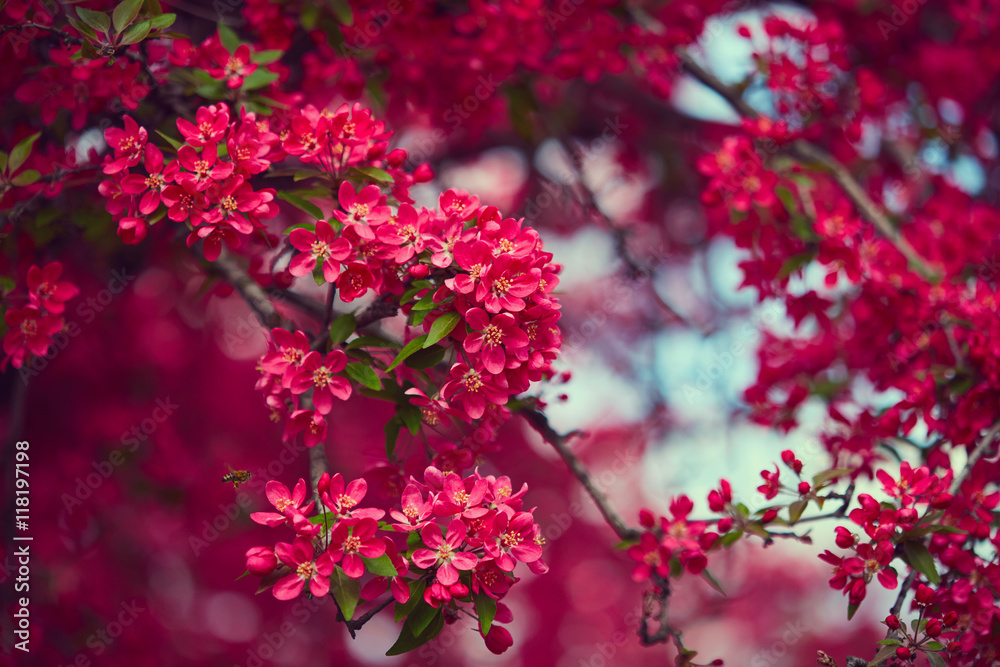 Spring blooming tree Spring blooming tree