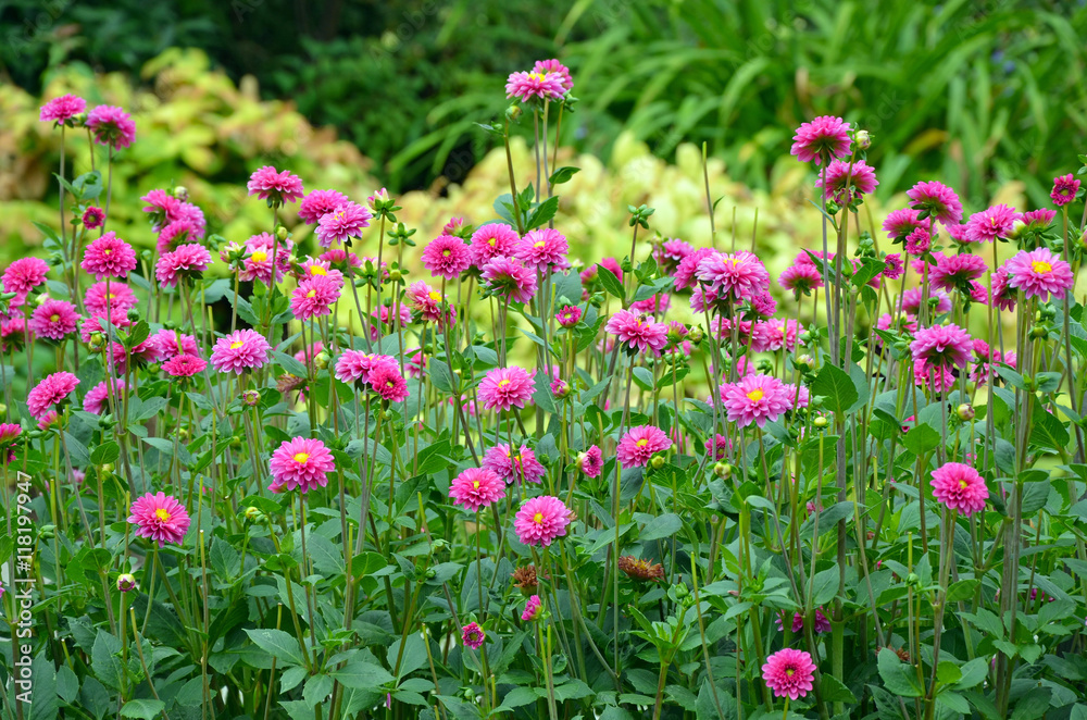 Pink dahlia garden