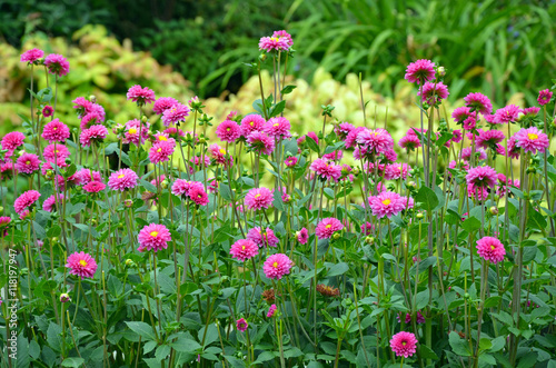 Fototapeta Naklejka Na Ścianę i Meble -  Pink dahlia garden