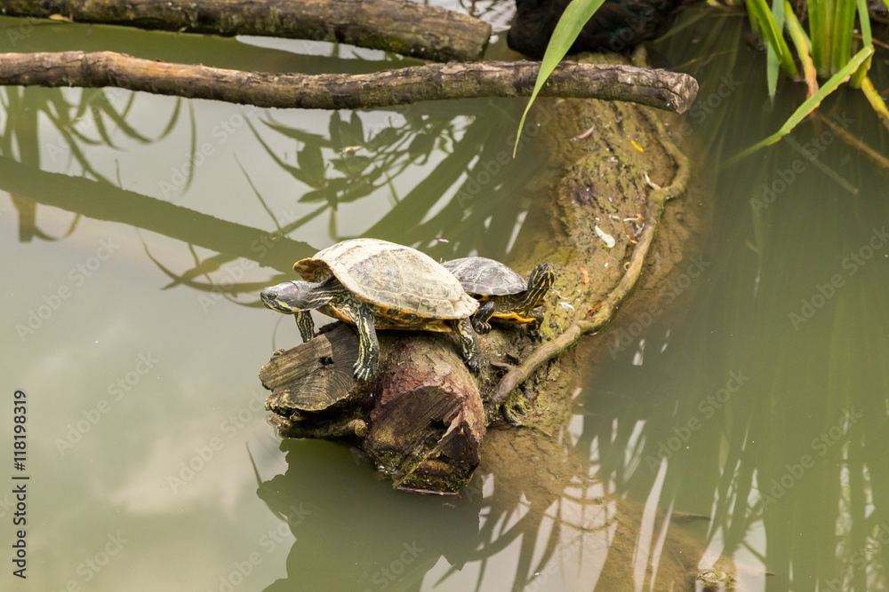 Fototapeta premium Tortue cistude d'europe