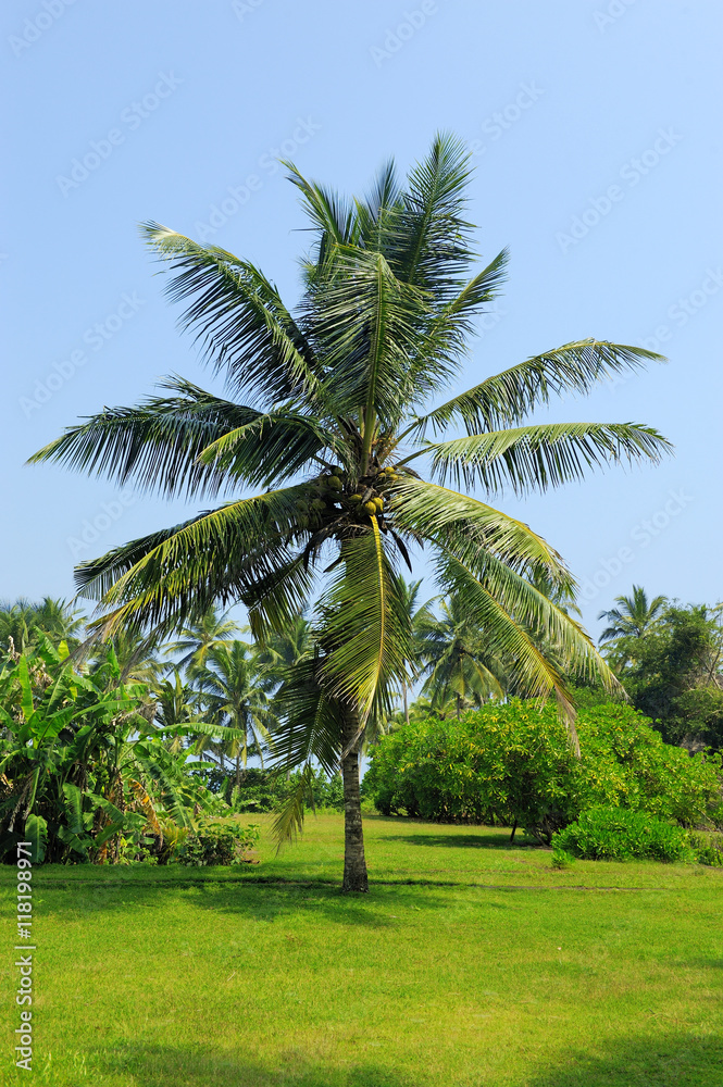 Fototapeta premium Palm tree