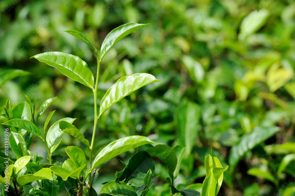 Tea leaves Tea leaves